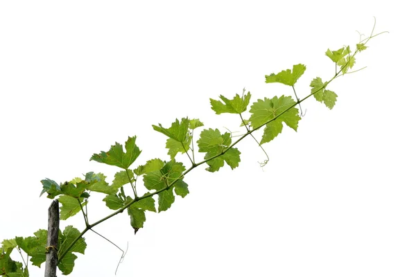 Rama de árbol de uva — Foto de Stock