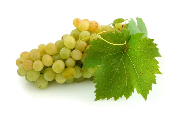 Żółty klastra winogron — Zdjęcie stockowe