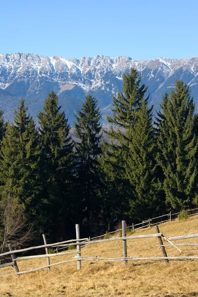 Meadow on the mountain — Stock Photo, Image