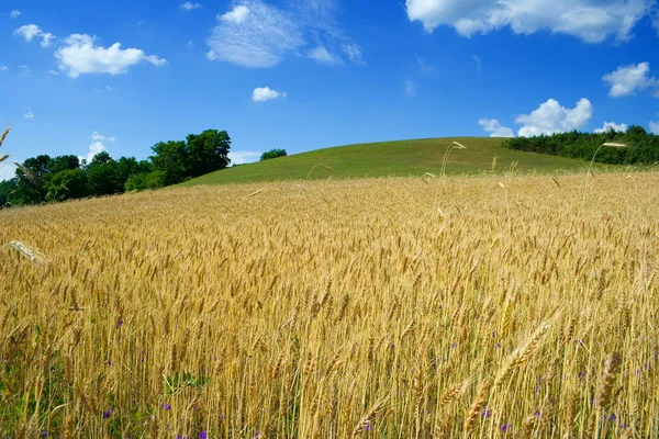 Wheat fileld in summer — Stock Photo, Image