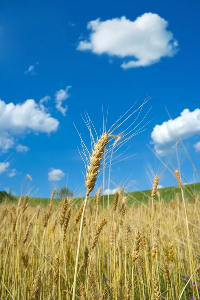 Soudure de blé — Photo