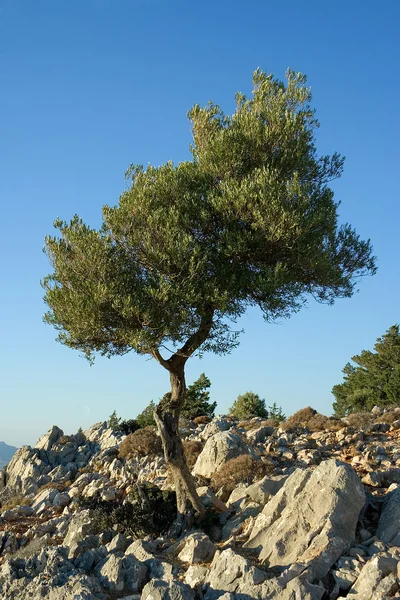 Dağdaki ağaç — Stok fotoğraf