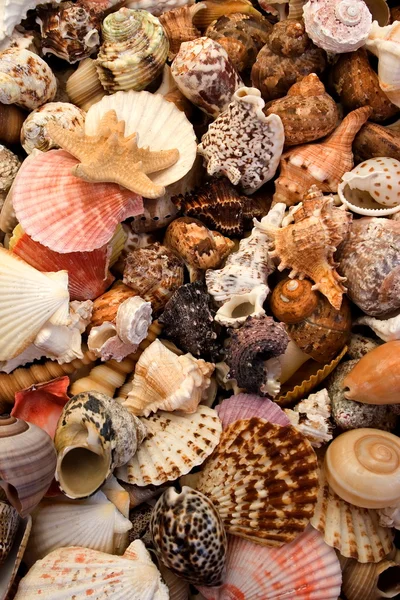 Contesto Seashell — Foto Stock