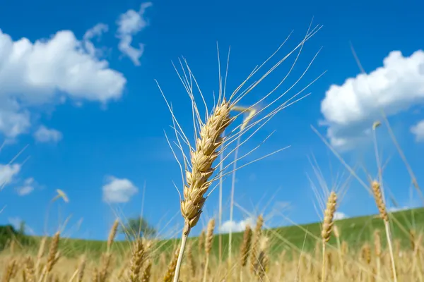 Wheat fileld — Stock Photo, Image