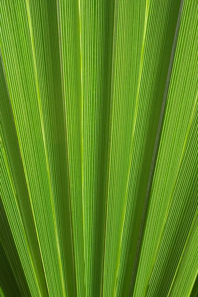 Palm abstract — Stockfoto