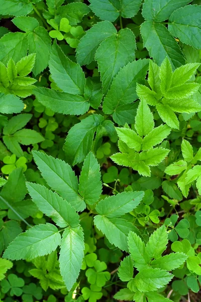 Foliage background — Stock Photo, Image