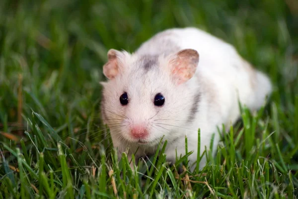 Beyaz hamster — Stok fotoğraf