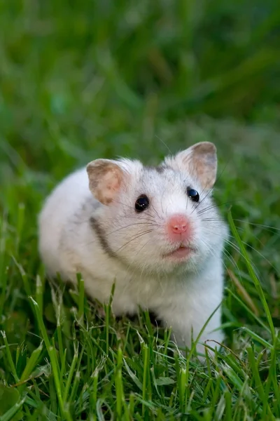 White hamster — Stock Photo, Image