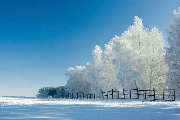 冬季景观和树木 — 图库照片