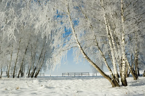 Winterlandschaft und Bäume — Stockfoto
