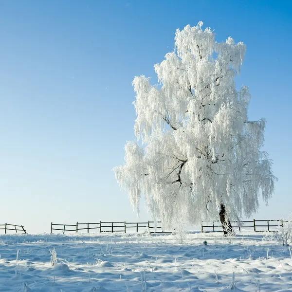 Winterlandschaft — Stockfoto