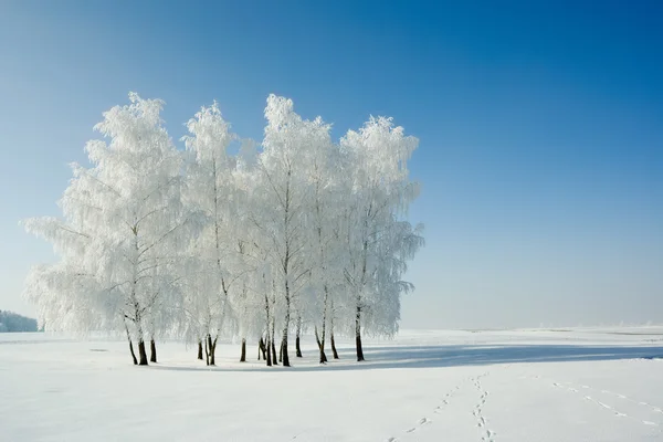 Зимний пейзаж и деревья — стоковое фото