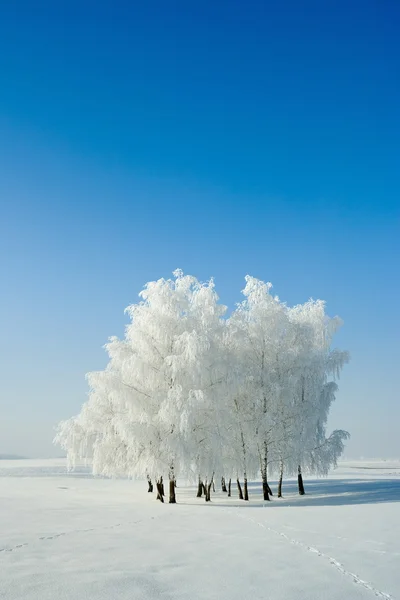 Winter landscape and trees — Stock Photo, Image