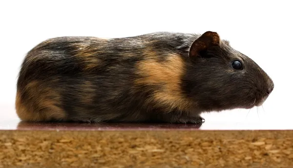 Siyah kobay faresi — Stok fotoğraf