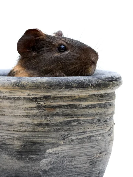 Guinea pig in pot — Stock Photo, Image