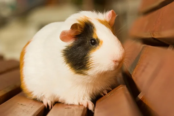 기니 돼지 — 스톡 사진