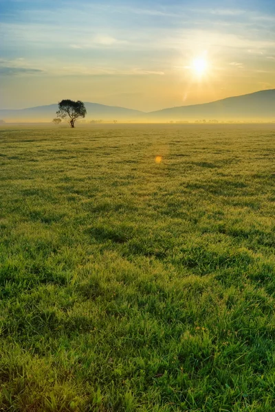 Утреннее поле — стоковое фото
