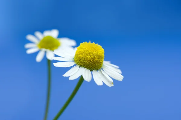 Camomille fleur — Photo