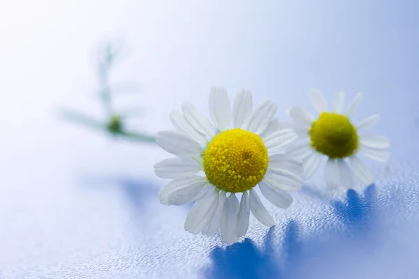 카모 밀레 꽃 — 스톡 사진
