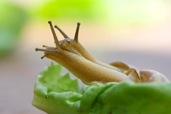 蜗牛在生菜上 — 图库照片