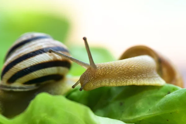 Snails on lettuce — Stock Photo, Image