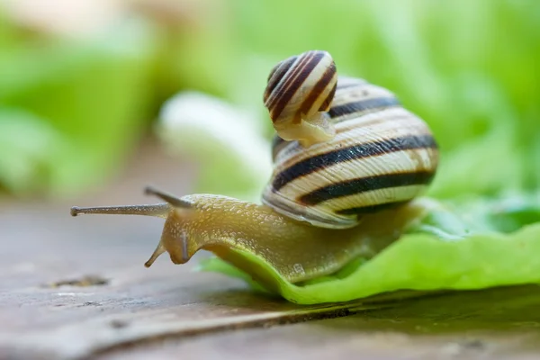 蜗牛在生菜上 — 图库照片