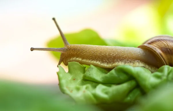 Schnecke auf Salat — Stockfoto