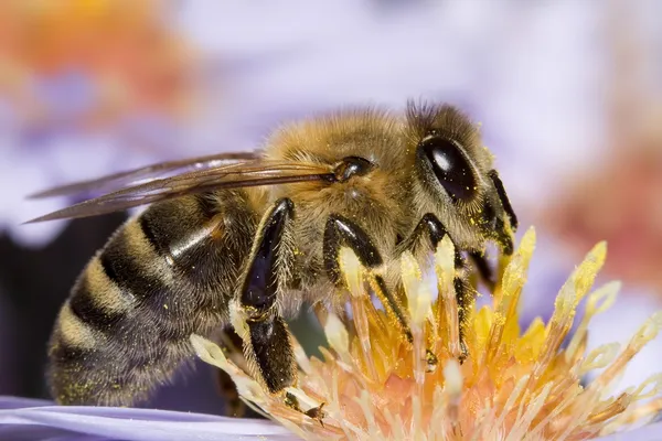 花に蜂 — ストック写真