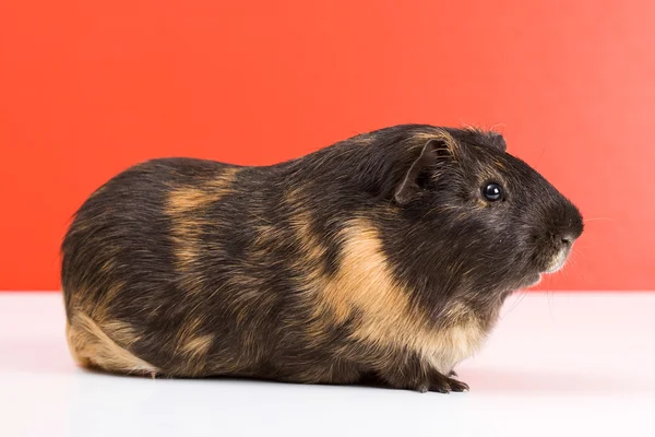 Black guinea pig — Stock Photo, Image