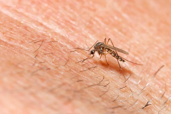 Mosquito sucking blood — Stock Photo, Image