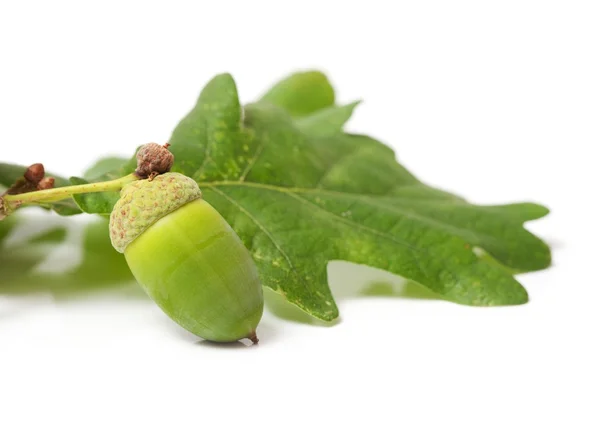 Green acorn — Stock Photo, Image