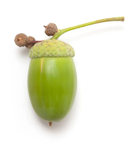 Yeşil meşe palamudu makro — Stok fotoğraf