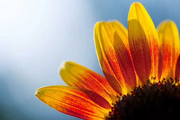 Сонце квітка реферат — стокове фото