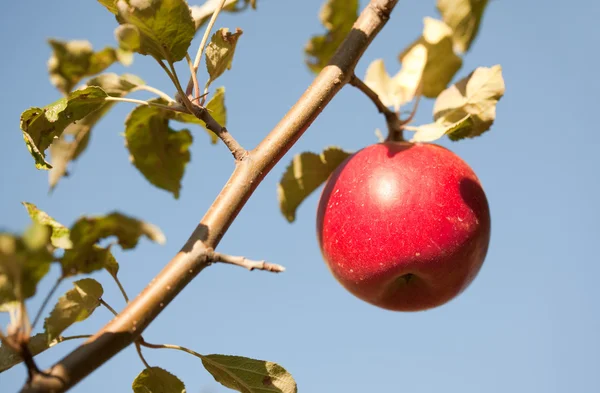 Ağaçta kırmızı elma — Stok fotoğraf