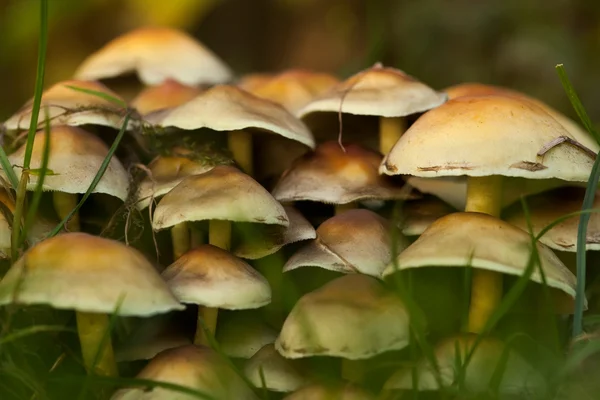 Mushrooms in grass — Stock Photo, Image