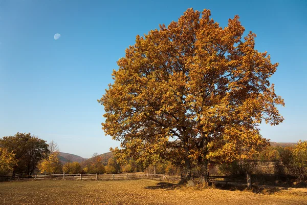 風光明媚な秋 — ストック写真