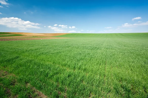 Πράσινο χωράφι με σιτάρι και γαλάζιο ουρανό — Φωτογραφία Αρχείου