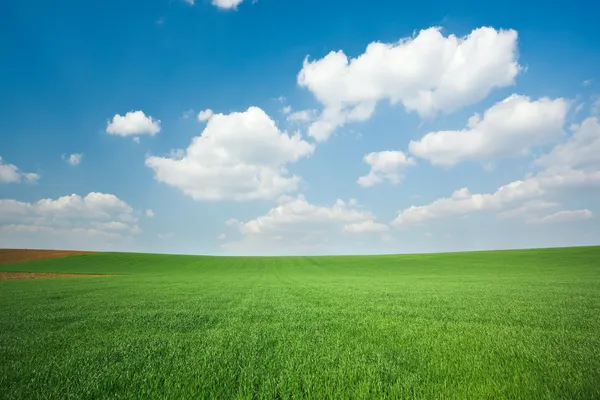 Campo de trigo verde y cielo azul —  Fotos de Stock