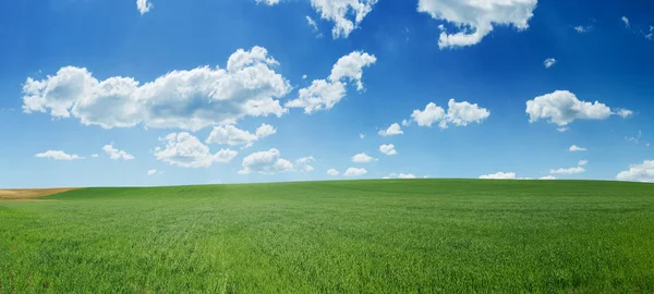 Zelené pšeničné pole a modré oblohy panorama — Stock fotografie