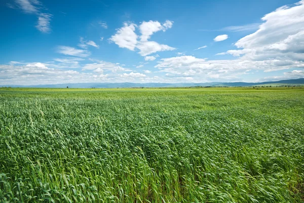 Зелене пшеничне поле і блакитне небо — стокове фото