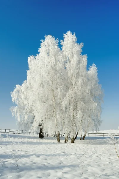 Winter landscape and trees Royalty Free Stock Images