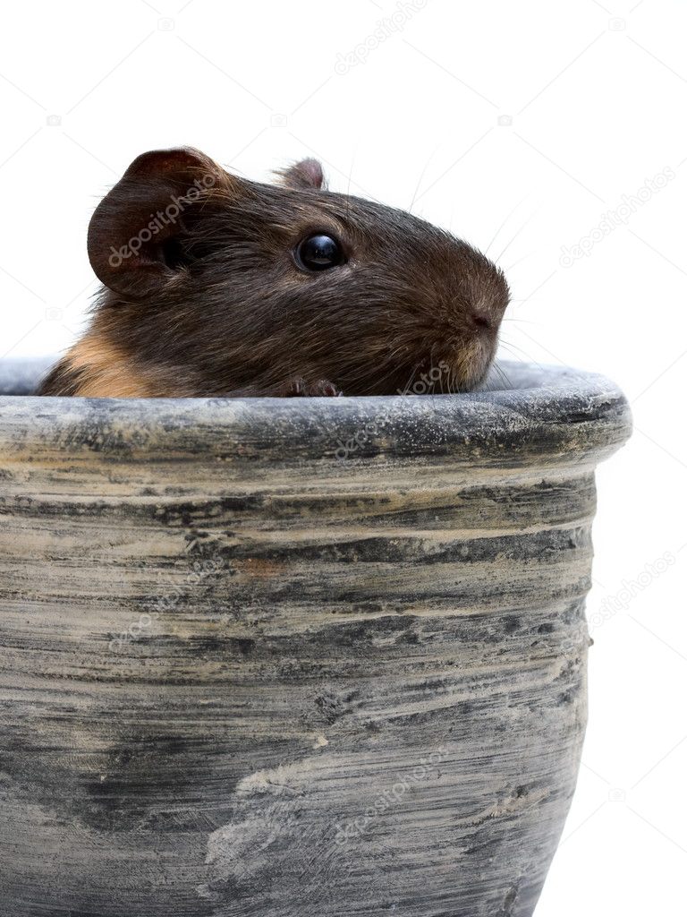 Guinea pig in pot