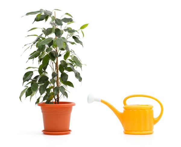 Ficus Benjamina y lata de aspersión —  Fotos de Stock