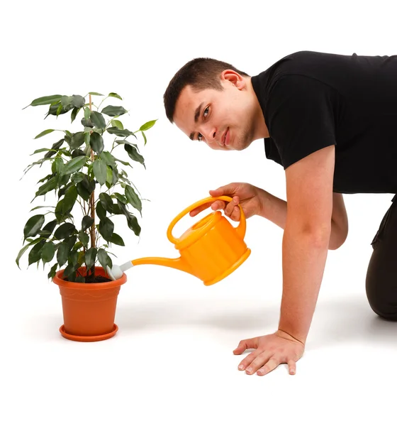 Junger Mann gießt Blume — Stockfoto