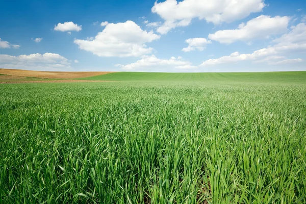 Zielone pole pszenicy i błękitne niebo — Zdjęcie stockowe
