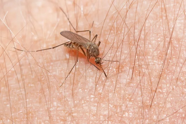 Makro sivrisinek — Stok fotoğraf