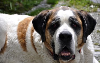 St. Bernard