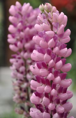 lupines