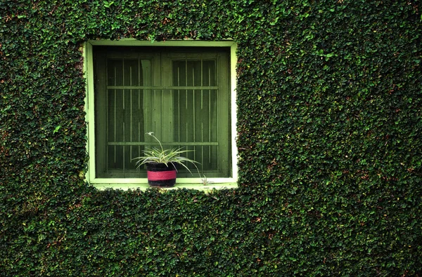 Bir pencerenin — Stok fotoğraf
