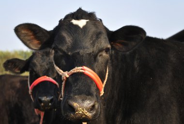 Texas'ın doğal olarak eşit